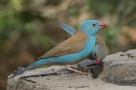 Motylik błękitnogłowy - Uraeginthus cyanocephalus - Blue-capped Cordon-bleu