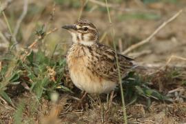 Skowrończyk kusy - Spizocorys fremantlii - Short-tailed Lark