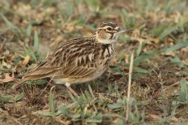 Skowrończyk kusy - Spizocorys fremantlii - Short-tailed Lark