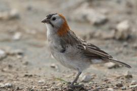 Łuskogłowik rdzawoszyi - Sporopipes frontalis - Speckle-fronted Weaver