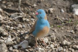 Motylik błękitnogłowy - Uraeginthus cyanocephalus - Blue-capped Cordon-bleu