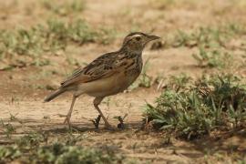 Skowroniec sawannowy - Mirafra africana - Rufous-naped Lark