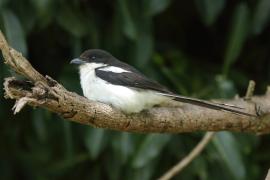Dzierzba białobarkowa - Lanius collaris - Southern Fisca