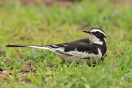 Pliszka srokata - Motacilla aguimp - African Wagtail