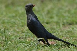 Czarnotek rudoskrzydły - Onychognathus morio - Red-winged Starling