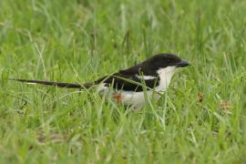 Dzierzba białobarkowa - Lanius collaris - Southern Fisca