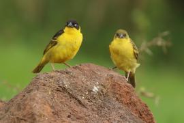 Wikłacz złotoczelny - Ploceus baglafecht - Baglafecht Weaver