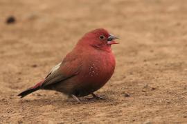 Amarantka czerwonodzioba - Lagonosticta senegala - Red-billed Firefinch