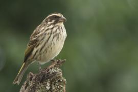 Afrokulczyk kreskowany - Crithagra striolata - Streaky Seedeater