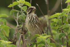 Afrokulczyk kreskowany - Crithagra striolata - Streaky Seedeater