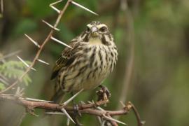 Afrokulczyk kreskowany - Crithagra striolata - Streaky Seedeater