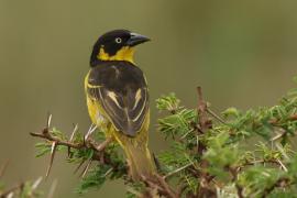 Wikłacz złotoczelny - Ploceus baglafecht - Baglafecht Weaver