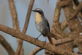 Złotokosik ogrodowy - Dessonornis caffer - Cape Robin Chat