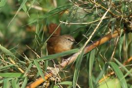 Krótkolotka cynamonowa - Bradypterus cinnamomeus - Cinnamon Bracken Warbler