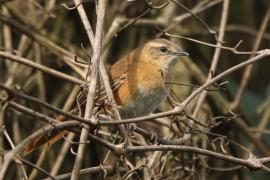 Krótkolotka cynamonowa - Bradypterus cinnamomeus - Cinnamon Bracken Warbler