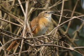 Krótkolotka cynamonowa - Bradypterus cinnamomeus - Cinnamon Bracken Warbler