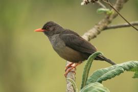 Drozd abisyński - Turdus abyssinicus - Ethiopian Thrush