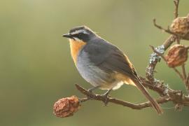 Złotokosik ogrodowy - Dessonornis caffer - Cape Robin Chat