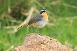 Złotokosik ogrodowy - Dessonornis caffer - Cape Robin Chat