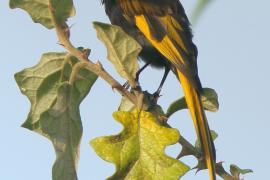 Nektarnik złocisty - Drepanorhynchus reichenowi - Golden-winged Sunbird
