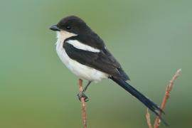 Dzierzba białobarkowa - Lanius collaris - Southern Fisca