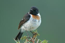 Kląskawka afrykańska - Saxicola torquatus - African Stonechat