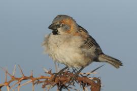 Wróbel rdzawobrewy - Passer rufocinctus - Kenya Rufous Sparrow