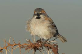 Wróbel rdzawobrewy - Passer rufocinctus - Kenya Rufous Sparrow