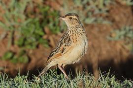 Skowroniec sawannowy - Mirafra africana - Rufous-naped Lark