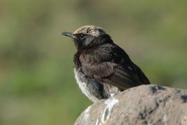 Białorzytka etiopska - Oenanthe lugubris - Abyssinian Wheatear