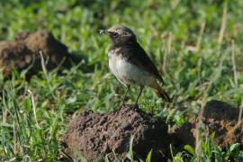 Białorzytka etiopska - Oenanthe lugubris - Abyssinian Wheatear