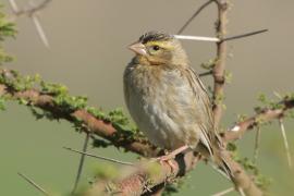Wikłacz czerwonodzioby - Quelea quelea - Red-billed Quelea