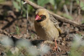 Wikłacz czerwonodzioby - Quelea quelea - Red-billed Quelea