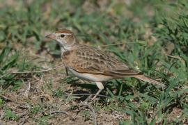 Skowrończyk rdzawołbisty - Calandrella cinerea - Red-capped Lark