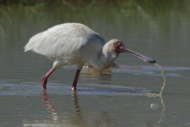 Warzęcha czerwonolica - Platalea alba - African Spoonbill