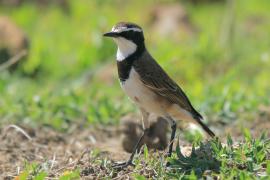 Białorzytka obrożna - Oenanthe pileata - Capped Wheatear