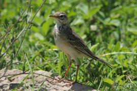 Świergotek gładki - Anthus leucophrys - Plain-backed Pipit