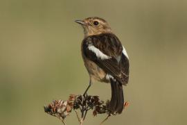 Kląskawka afrykańska - Saxicola torquatus - African Stonechat