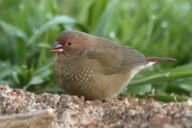 Amarantka czerwonodzioba - Lagonosticta senegala - Red-billed Firefinch