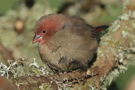 Amarantka czerwonodzioba - Lagonosticta senegala - Red-billed Firefinch