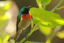 Nektarnik dwuwstęgi - Cinnyris mediocris - Eastern Double-collared Sunbird