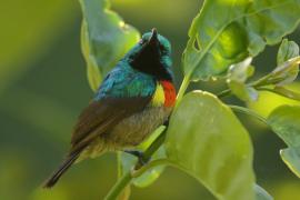 Nektarnik dwuwstęgi - Cinnyris mediocris - Eastern Double-collared Sunbird