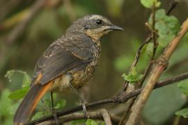 Złotokosik ogrodowy - Dessonornis caffer - Cape Robin Chat
