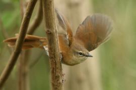 Krótkolotka cynamonowa - Bradypterus cinnamomeus - Cinnamon Bracken Warbler