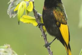Nektarnik złocisty - Drepanorhynchus reichenowi - Golden-winged Sunbird