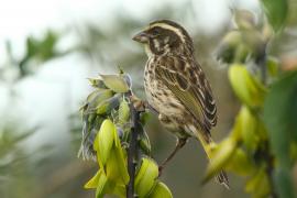 Afrokulczyk kreskowany - Crithagra striolata - Streaky Seedeater