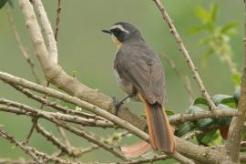 Złotokosik ogrodowy - Dessonornis caffer - Cape Robin Chat