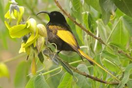 Nektarnik złocisty - Drepanorhynchus reichenowi - Golden-winged Sunbird
