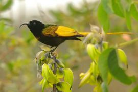 Nektarnik złocisty - Drepanorhynchus reichenowi - Golden-winged Sunbird