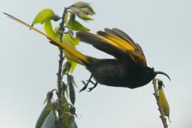 Nektarnik złocisty - Drepanorhynchus reichenowi - Golden-winged Sunbird